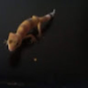 Meet your Posher, Grace